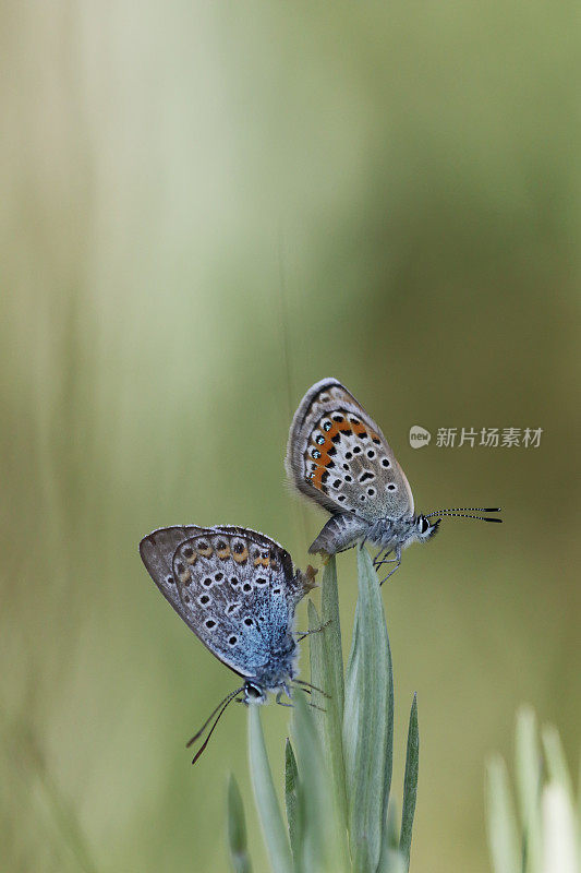 银钉蓝蝴蝶(Plebejus argus)交配